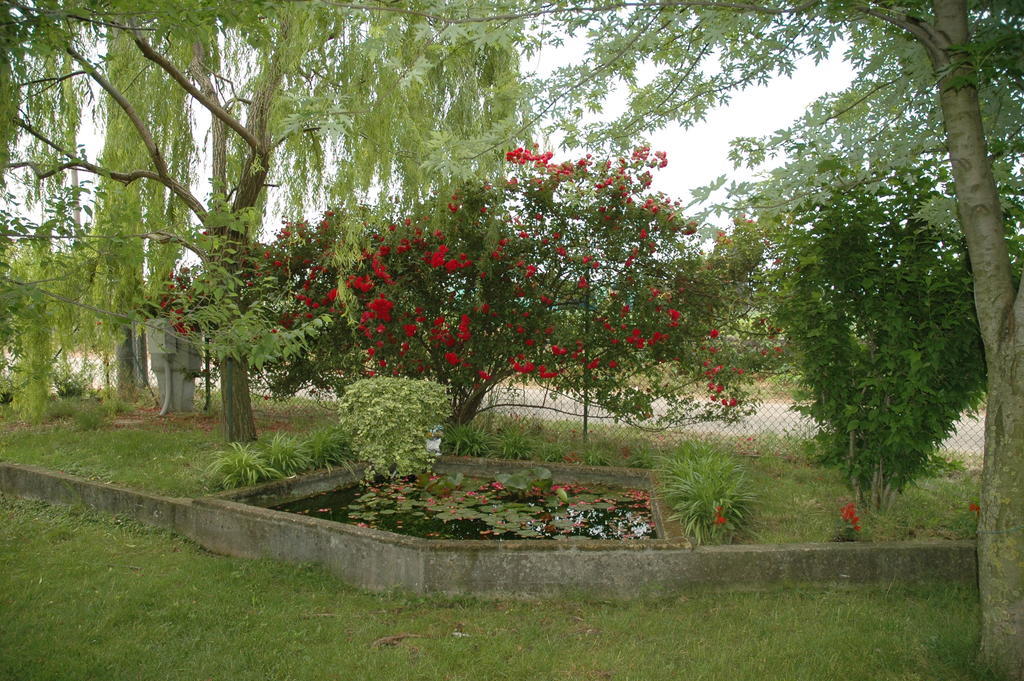 Rose Rosse Cadi David